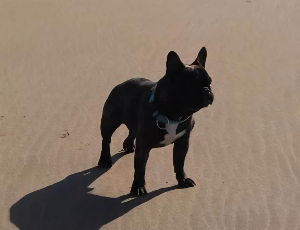 Sultan du Roc des Wolf Dogues