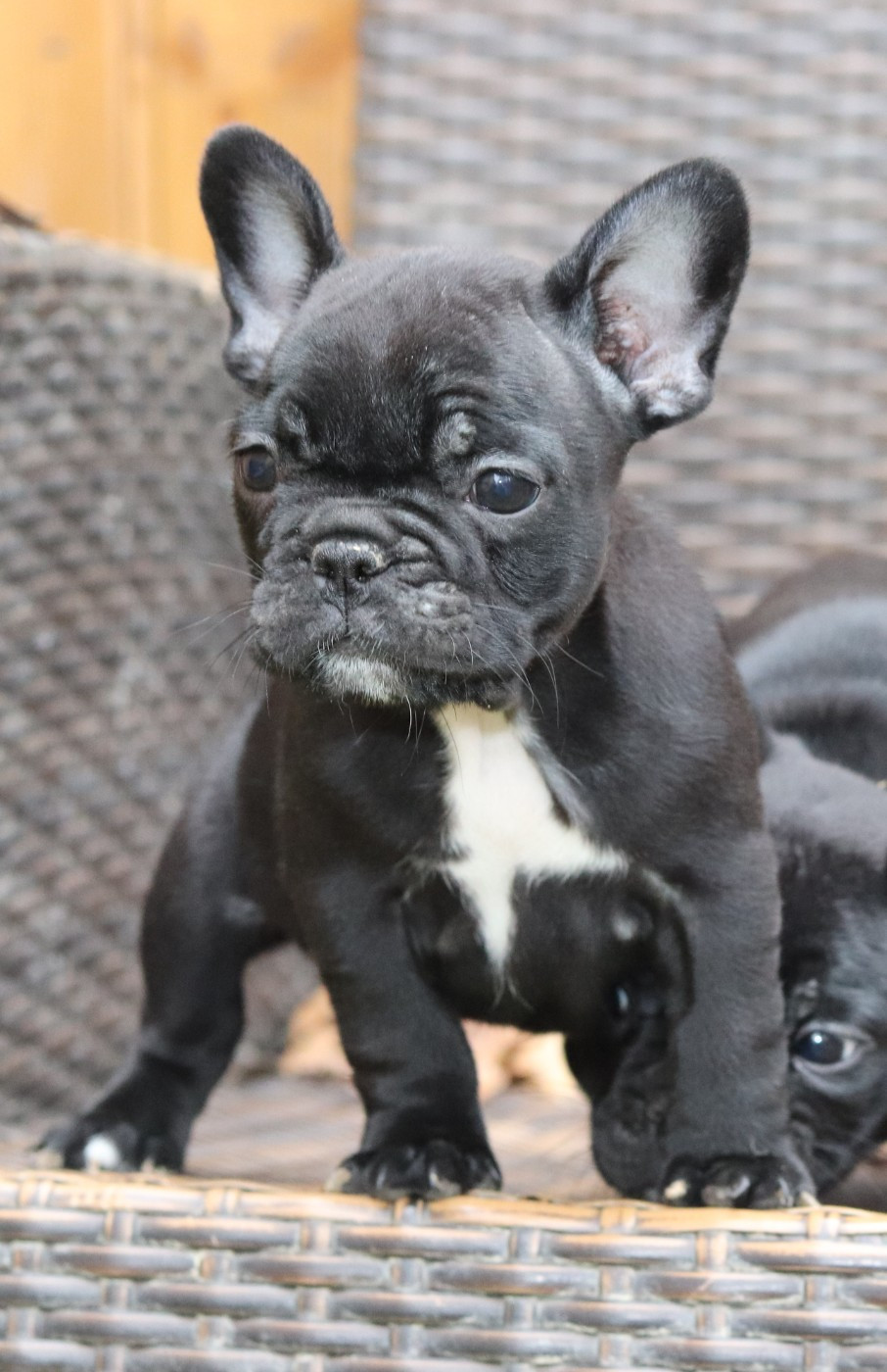 de la plaine d'ipnaya - Chiots disponibles - Bouledogue français