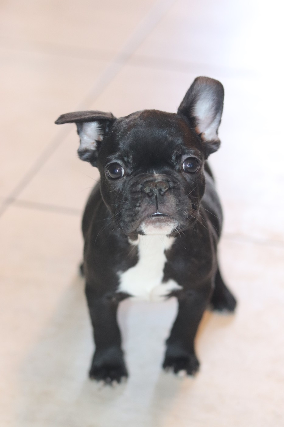 de la plaine d'ipnaya - Chiots disponibles - Bouledogue français