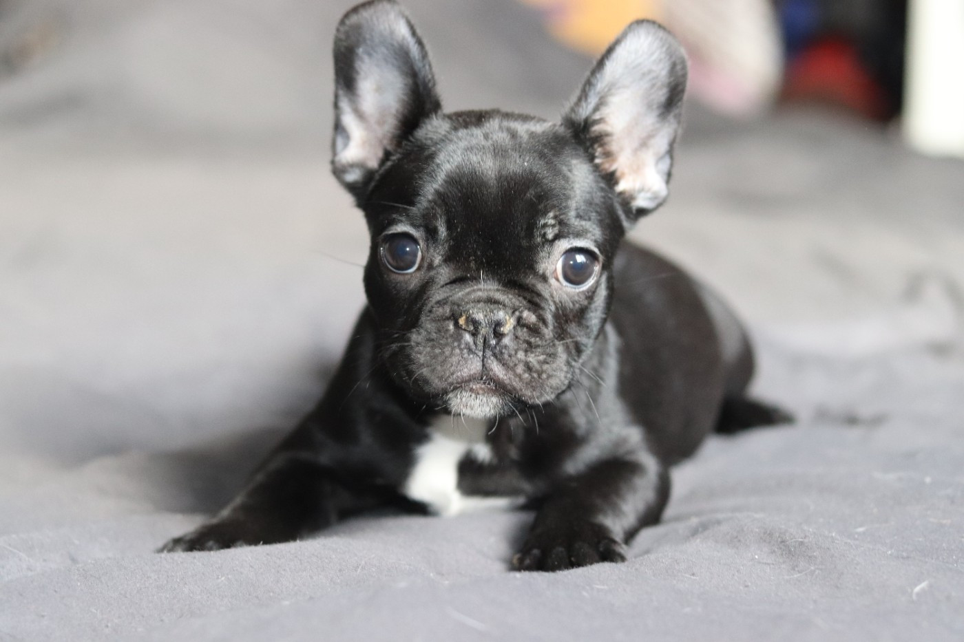 de la plaine d'ipnaya - Chiots disponibles - Bouledogue français