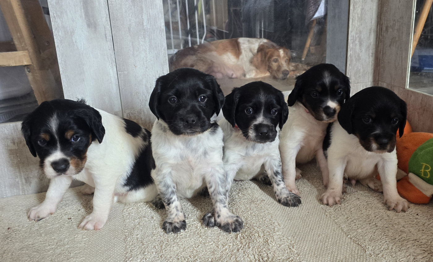 Chiot Epagneul Breton de la plaine d'ipnaya