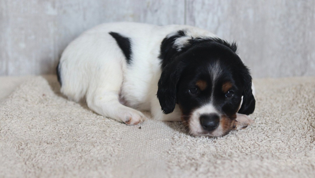 de la plaine d'ipnaya - Chiots disponibles - Epagneul Breton
