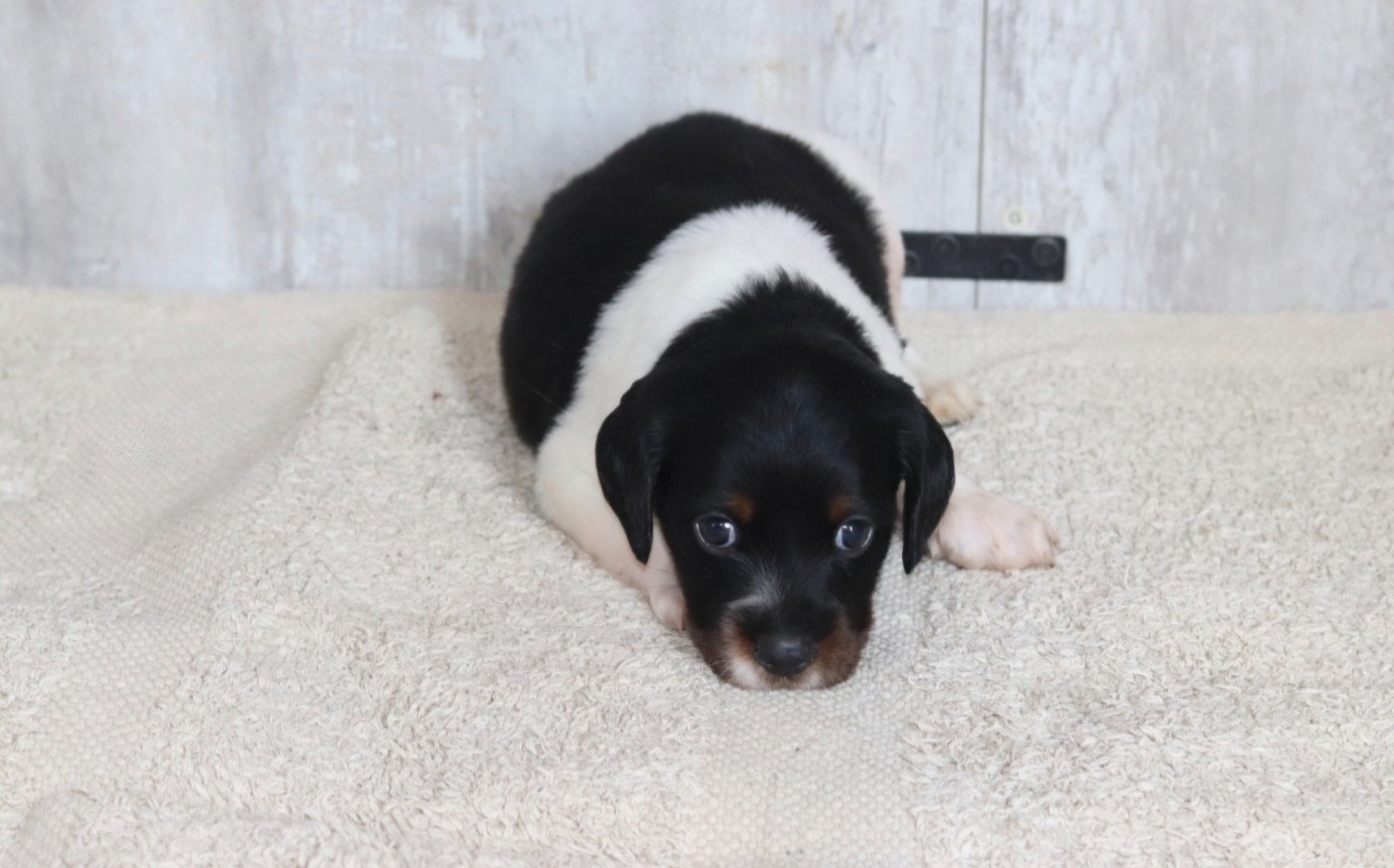 de la plaine d'ipnaya - Chiots disponibles - Epagneul Breton