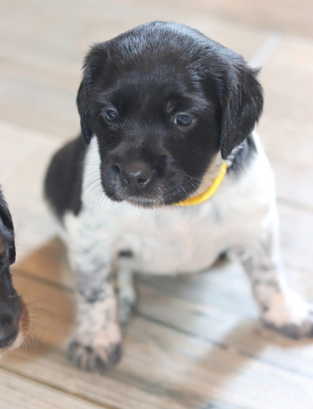 de la plaine d'ipnaya - Chiots disponibles - Epagneul Breton