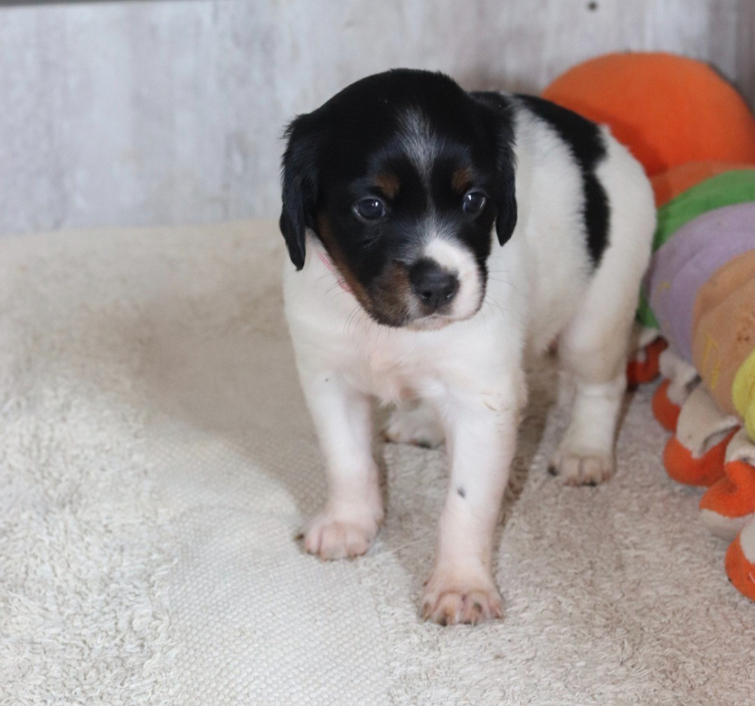 de la plaine d'ipnaya - Chiots disponibles - Epagneul Breton