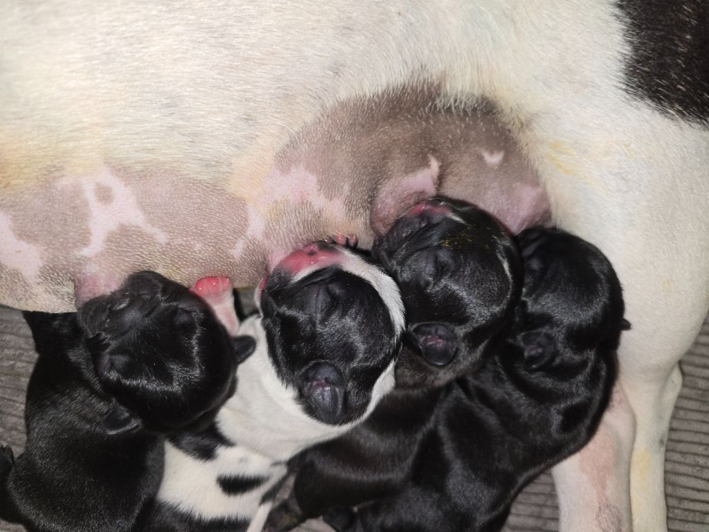 Chiot Bouledogue français de la plaine d'ipnaya