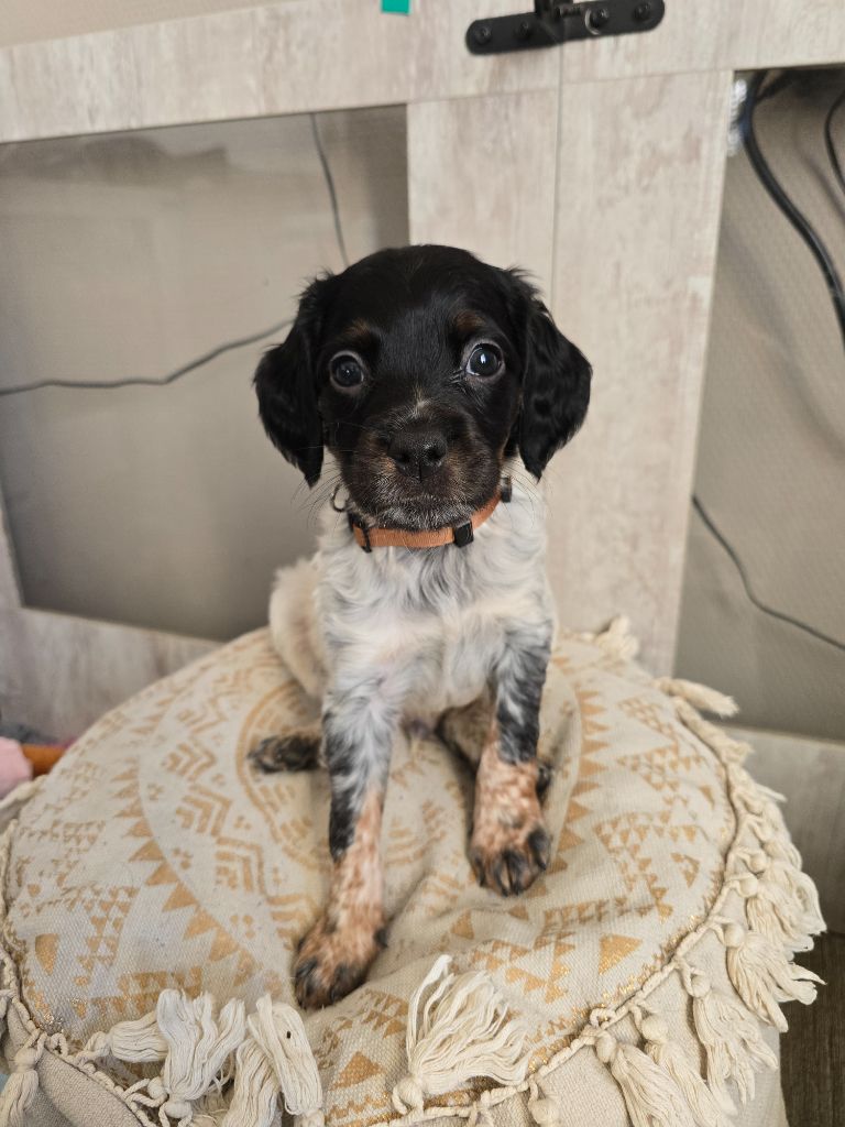 de la plaine d'ipnaya - Chiots disponibles - Epagneul Breton