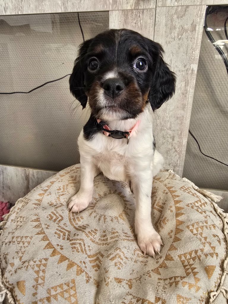de la plaine d'ipnaya - Chiots disponibles - Epagneul Breton
