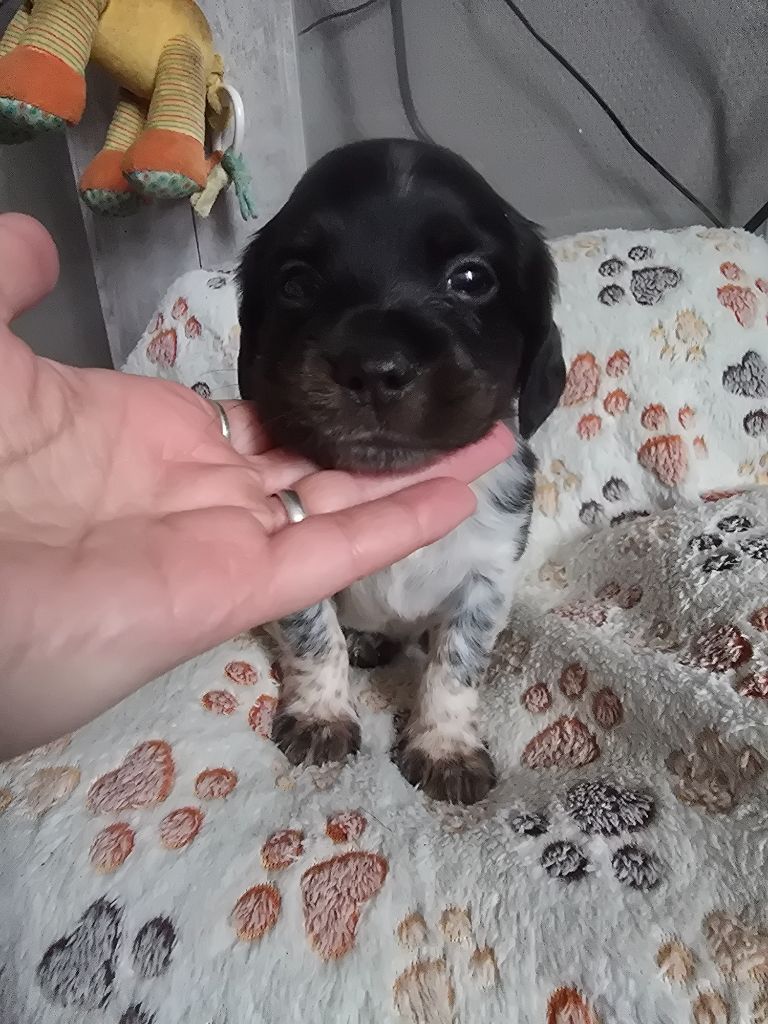 de la plaine d'ipnaya - Chiots disponibles - Epagneul Breton