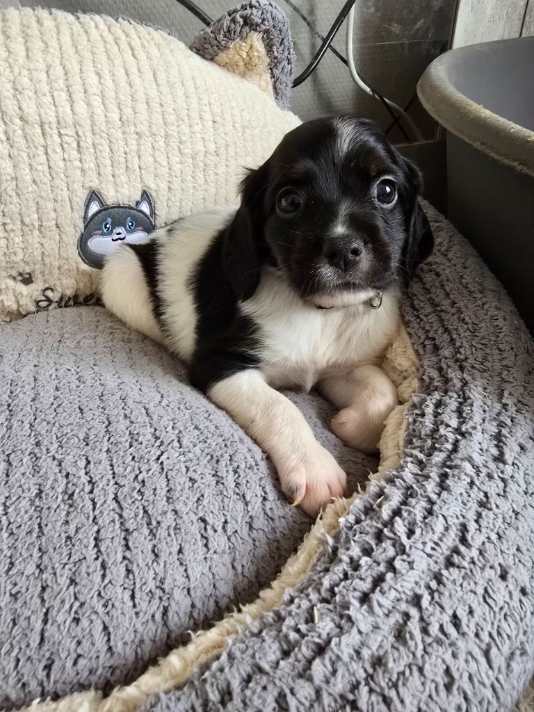 de la plaine d'ipnaya - Chiots disponibles - Epagneul Breton