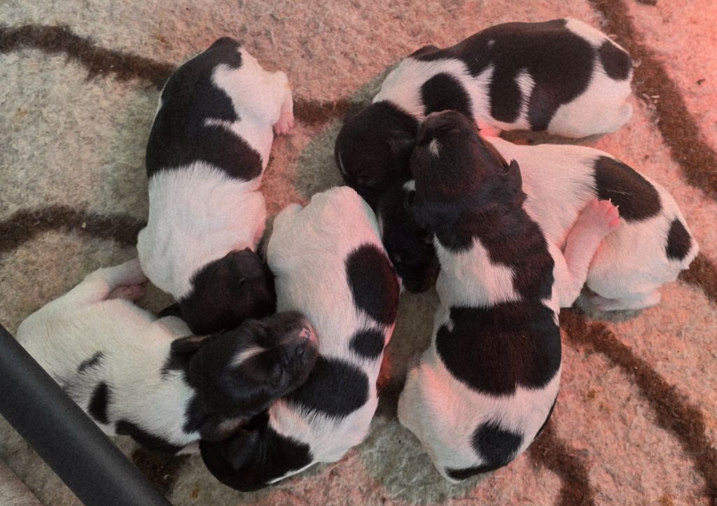 Chiot Epagneul Breton de la plaine d'ipnaya