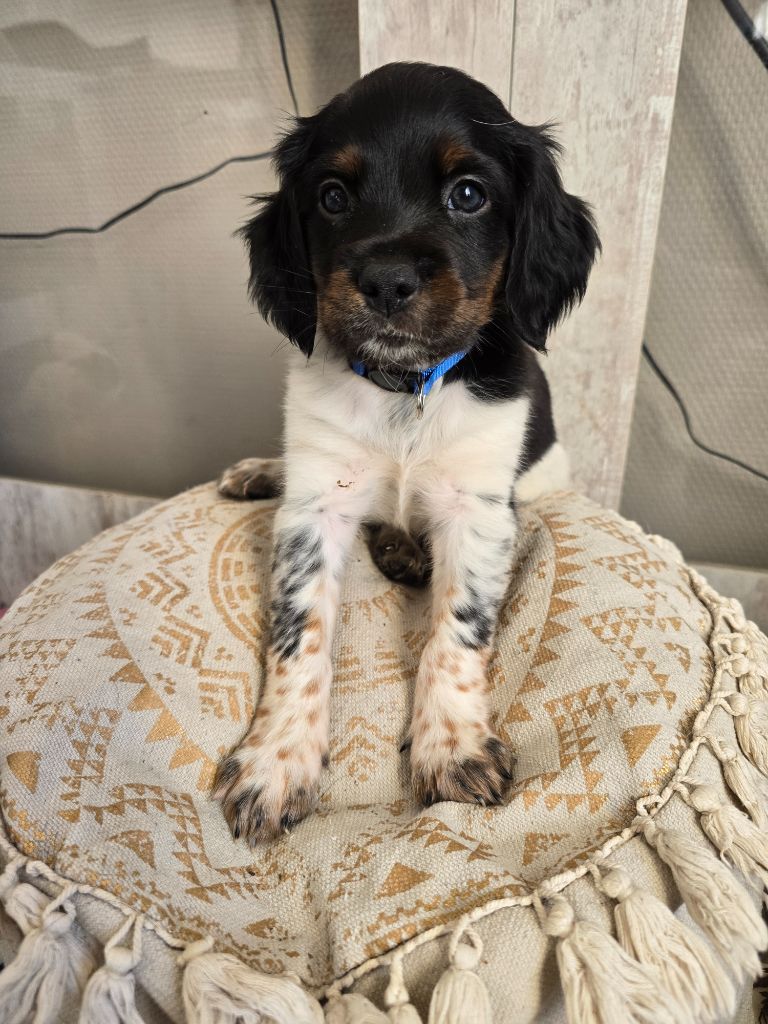 de la plaine d'ipnaya - Chiots disponibles - Epagneul Breton