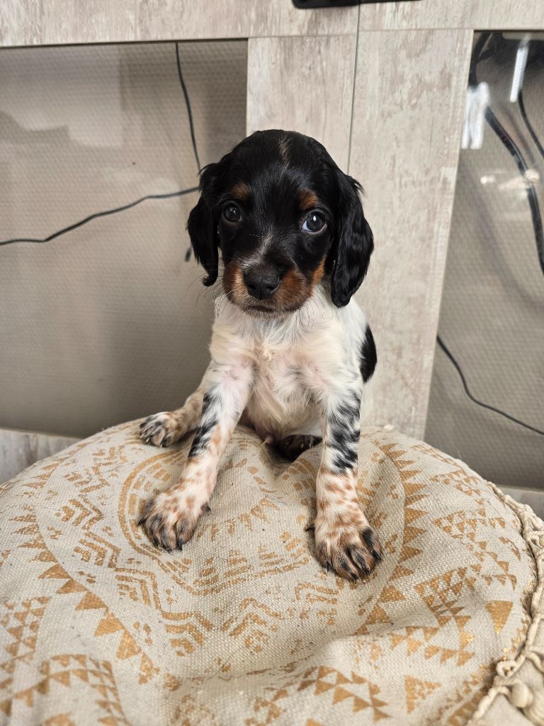 de la plaine d'ipnaya - Chiots disponibles - Epagneul Breton