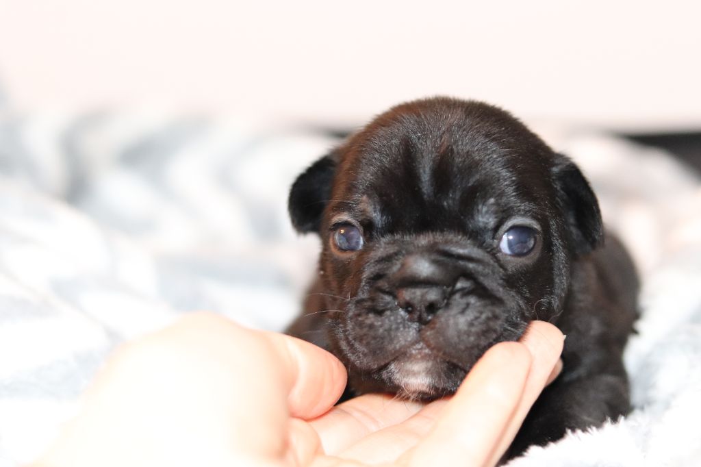 de la plaine d'ipnaya - Chiots disponibles - Bouledogue français