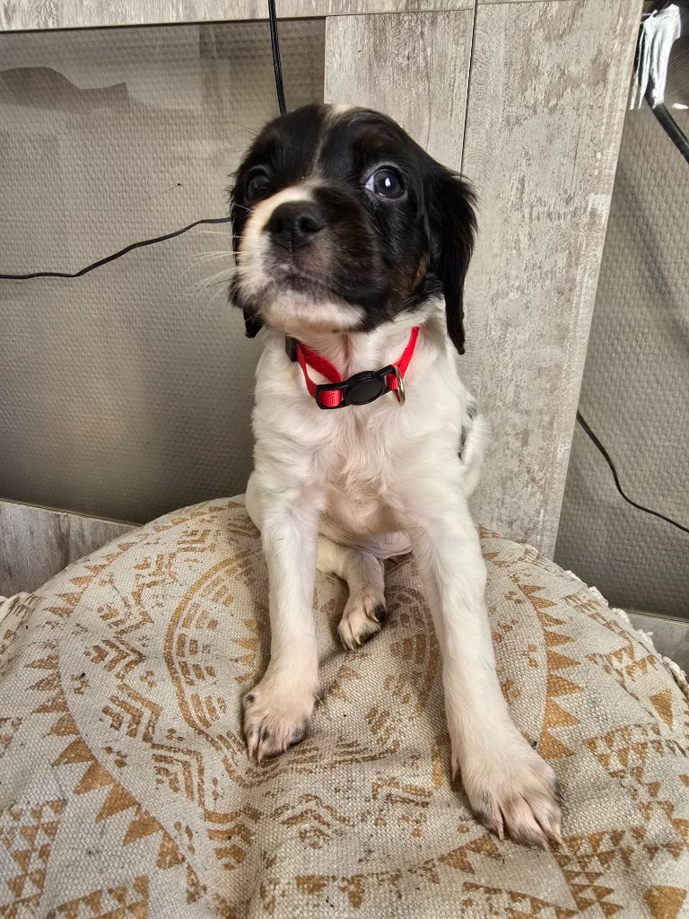 de la plaine d'ipnaya - Chiots disponibles - Epagneul Breton