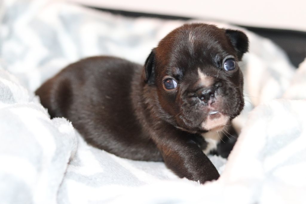 de la plaine d'ipnaya - Chiots disponibles - Bouledogue français