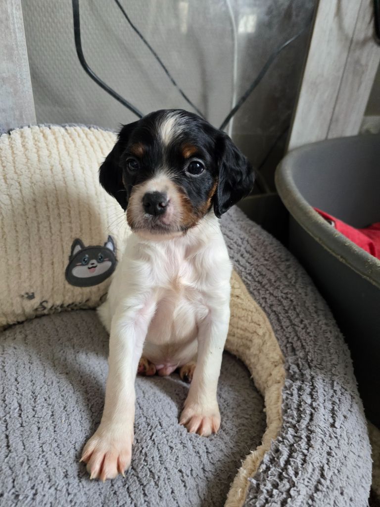 de la plaine d'ipnaya - Chiots disponibles - Epagneul Breton