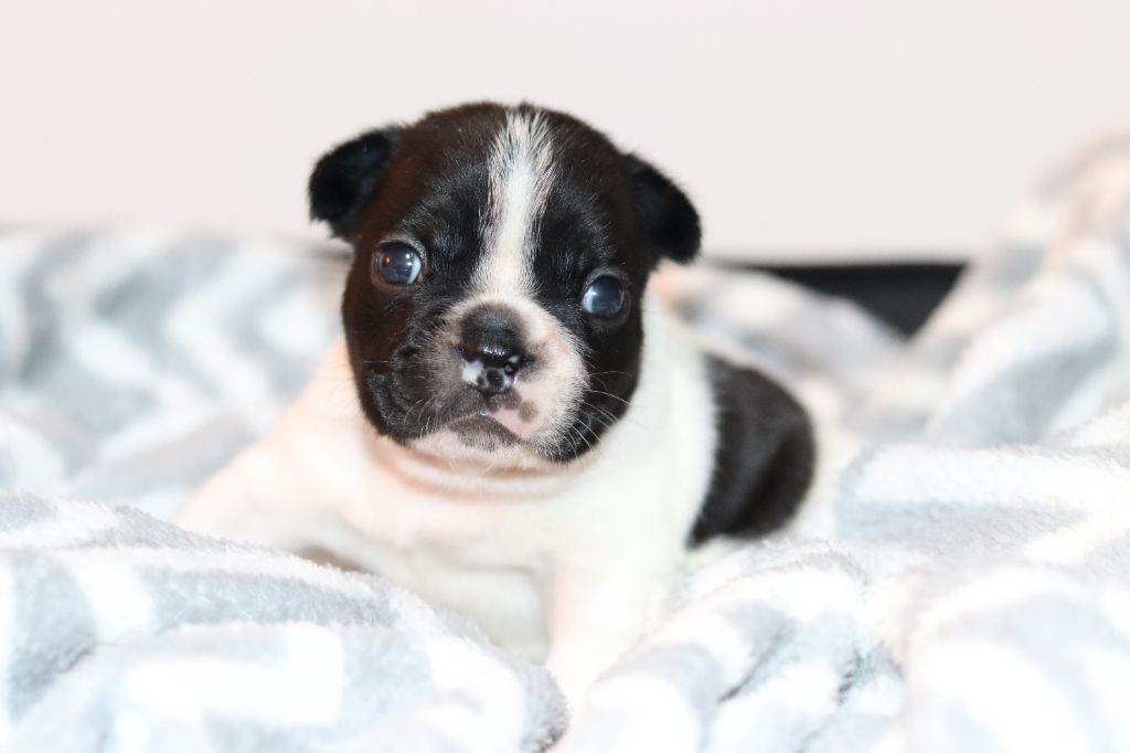 de la plaine d'ipnaya - Chiots disponibles - Bouledogue français